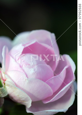 Macro close-up of pale pink rose flower heads of Rosa chinensis (China Rose). 97992688