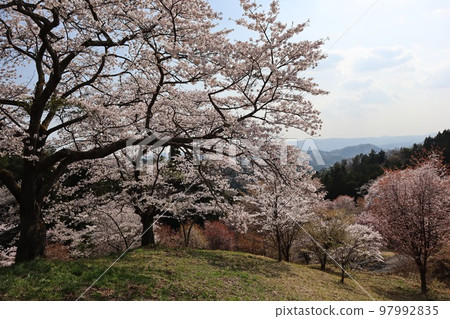 Mountain cherry blossoms on Kutsukake Pass Daigo-cho 97992835