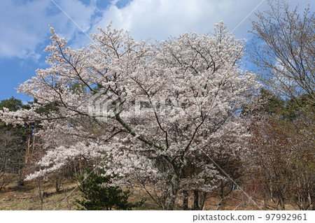 Kutsukake Pass's wild cherry blossoms in full bloom against the blue sky Daigo Town 97992961
