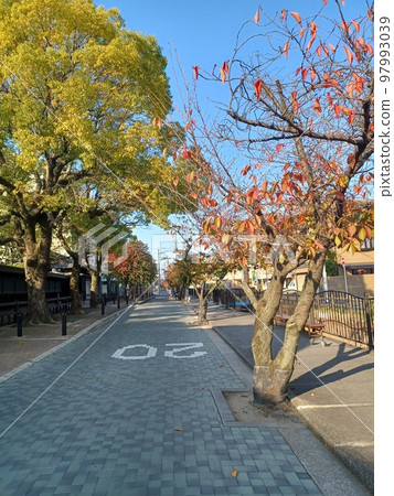 On the right side of the stone-paved road marked 20, there is a sidewalk lined with winter cherry trees. 97993039