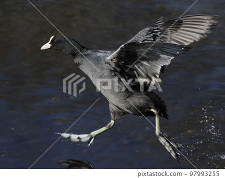 A bird that flies like running on the surface of the water Coot 97993255