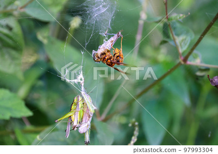 Meal time of the yellow hornet Grasshoppers in the prey stock and eating scenery World of the weakest Meal time of the yellow hornet Grasshoppers in the prey stock and eating scenery World of the weakest 97993304