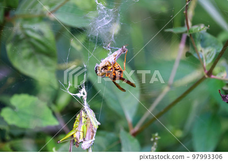 黃蜂螞蚱在獵物中的進食時間和進食風景 弱者的世界 97993306