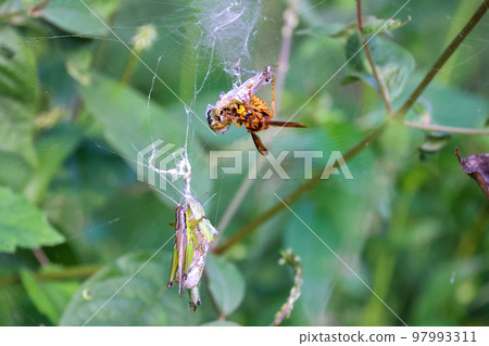 黃蜂螞蚱在獵物中的進食時間和進食風景 弱者的世界 黃蜂螞蚱在獵物中的進食時間和進食風景 弱者的世界 97993311