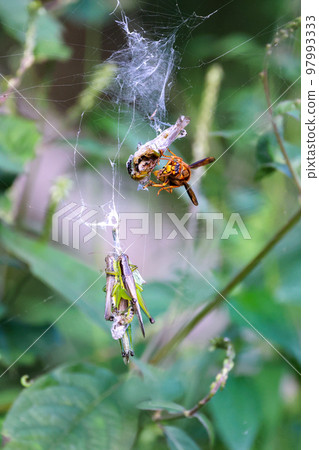 黃蜂螞蚱在獵物中的進食時間和進食風景 弱者的世界 97993333