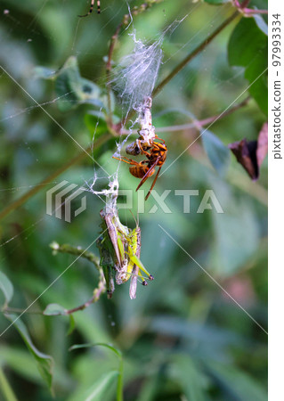 黃蜂螞蚱在獵物中的進食時間和進食風景 弱者的世界 97993334