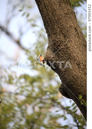 一隻可愛的山雀棲息在樹上 97993452