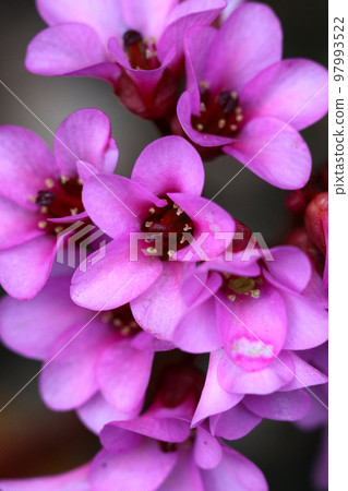 "Himalayan saxifrage", brightly colored pink-purple flowers. 97993522