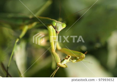 A praying mantis eats a grasshopper it catches A praying mantis eats a grasshopper it catches 97993652
