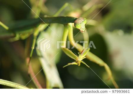 A praying mantis eats a grasshopper it catches A praying mantis eats a grasshopper it catches 97993661