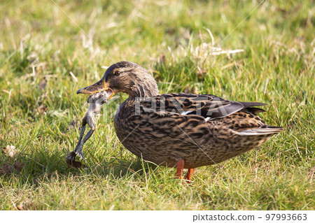 Female mallard or wild duck (Anas platyrhynchos) is eating a common frog 97993663