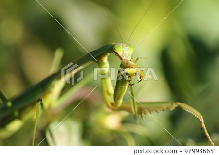 一隻螳螂吃掉它抓到的一隻蚱蜢 一隻螳螂吃掉它抓到的一隻蚱蜢 97993665