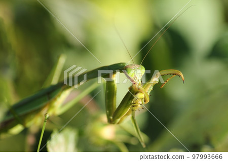 A praying mantis eats a grasshopper it catches A praying mantis eats a grasshopper it catches 97993666