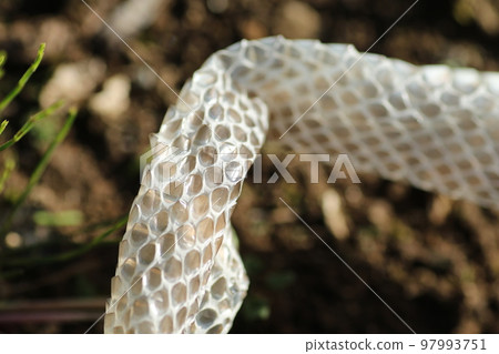 Striped snake shell with clearly visible scales and eye marks 97993751