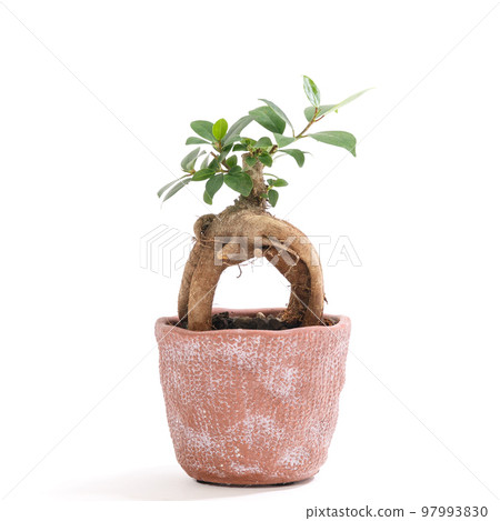 Banyan 榕樹盆栽植物，Kijimuna [白色背景] 97993830