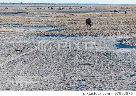 Blue Wildebeest grazing in Etosha Blue Wildebeest grazing in Etosha 97993876