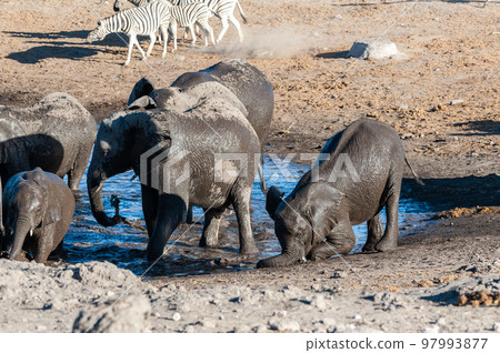 Close-up of a large herd of Elephants Bathing an Drinking in a waterhole Close-up of a large herd of Elephants Bathing an Drinking in a waterhole 97993877