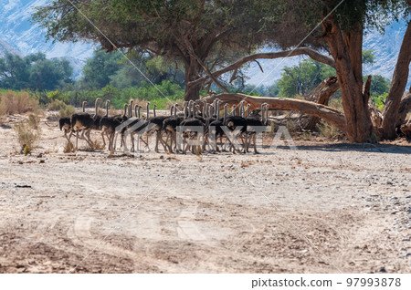 A group of Ostriches crossing a dirt road in Namibia A group of Ostriches crossing a dirt road in Namibia 97993878