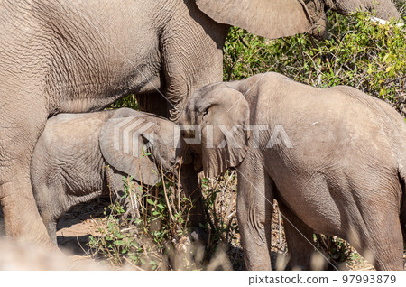 Desert Elephant in Namibia Desert Elephant in Namibia 97993879