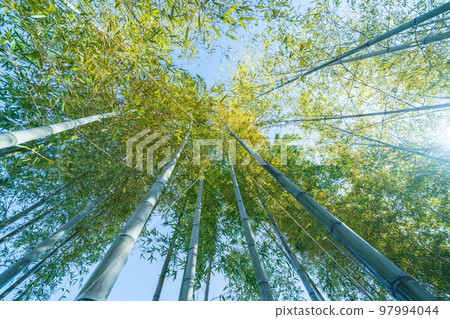 "Saitama Prefecture" Bamboo grove in Minuma rice field 97994044