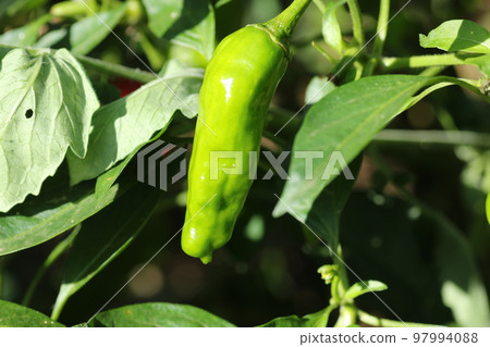 石獅辣椒長大了 97994088