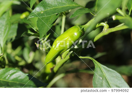 Shishi pepper growing big Shishi pepper growing big 97994092