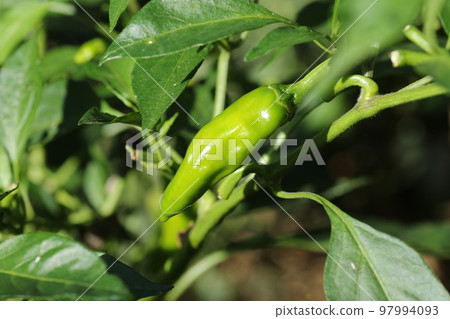 Shishi pepper growing big 97994093