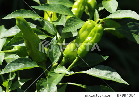 石獅辣椒長大了 97994094