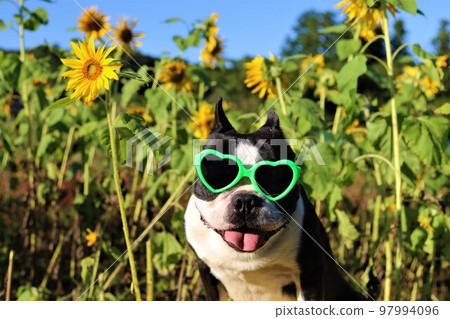一隻戴著墨鏡的波士頓梗犬在為鳩山的藍天染上色彩的迷你向日葵田中散步時很開心♡Mighty-kun 97994096