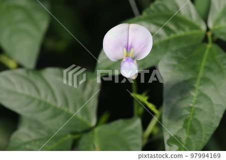 Small and cute, bean flower 97994169