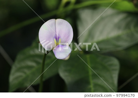 Small and cute, bean flower 97994170