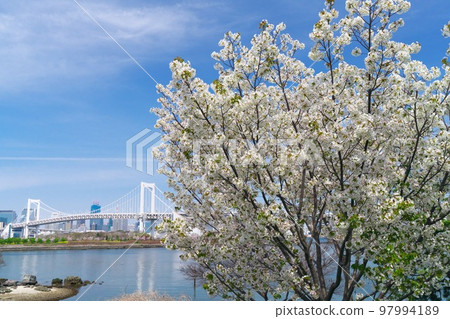 Cherry blossoms in full bloom at Odaiba Kaihin Park and Rainbow Bridge shining against the blue sky Cherry blossoms in full bloom at Odaiba Kaihin Park and Rainbow Bridge shining against the blue sky 97994189