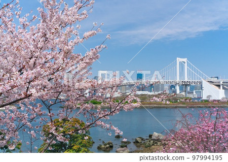 Pink cherry blossoms in full bloom at Odaiba Kaihin Park and Rainbow Bridge shining in the blue sky Pink cherry blossoms in full bloom at Odaiba Kaihin Park and Rainbow Bridge shining in the blue sky 97994195