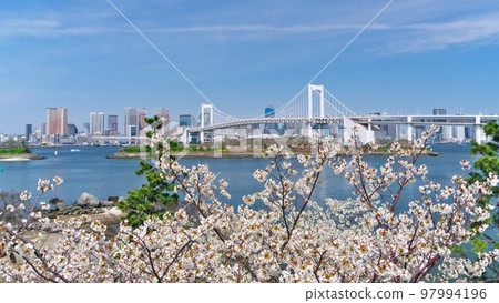 彩虹橋在台場海濱公園盛開的櫻花中閃耀 97994196