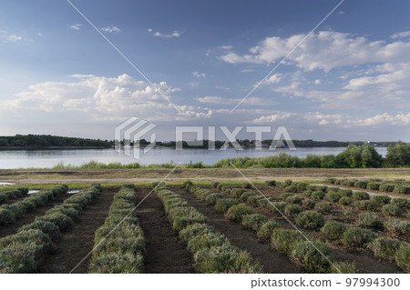 Travelling to Silistra, near the river Danube Travelling to Silistra, near the river Danube 97994300