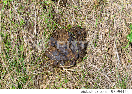Photography on theme fresh cow dung lies on manure animal farm 97994464