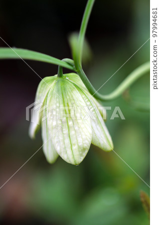“白沫百合”花形似白鈴,向下綻放。 “白沫百合”花形似白鈴,向下綻放。 97994681