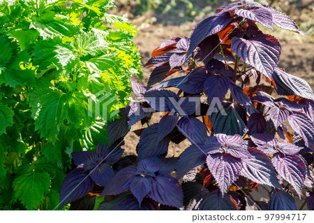 菜園裡的紫蘇 菜園裡的紫蘇 97994717