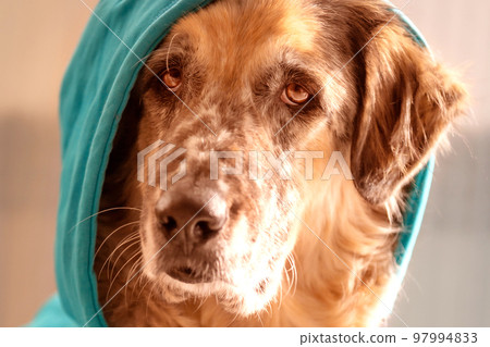 Big dog wearing bright blue hood Big dog wearing bright blue hood 97994833