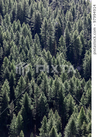 Aerial view of crowns of green coniferous trees in dense impenetrable forest Aerial view of crowns of green coniferous trees in dense impenetrable forest 97994914