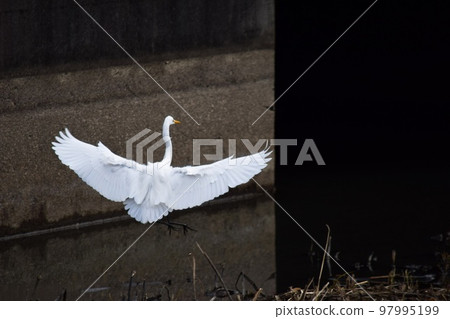 Egret with spread wings (landing) 97995199