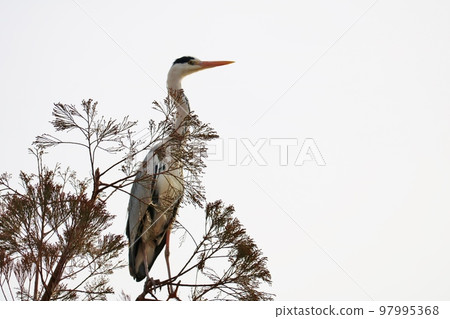 Waterfowl wary at the top of the tree Heron Winter day 97995368