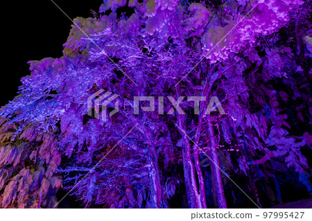 山形縣山形縣藏王的燈光霜覆蓋的樹木 97995427