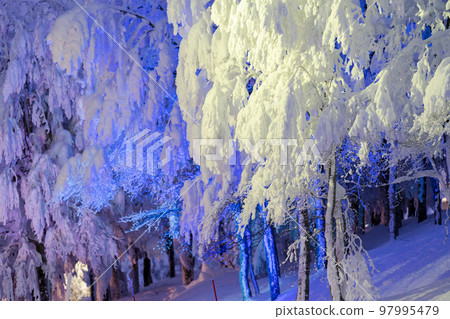 Illuminated frost-covered trees of Zao, Yamagata Prefecture, Yamagata Prefecture 97995479
