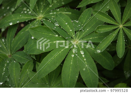 Young lupine leaves with lots of raindrops 97995528