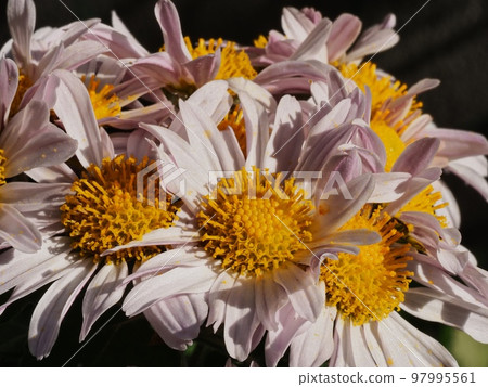 Kikumi's flower Kikumi's flower 97995561