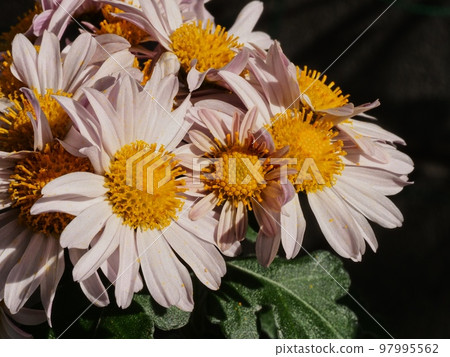 Kikumi的花 Kikumi的花 97995562