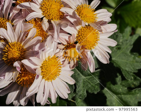 Kikumi的花 97995563