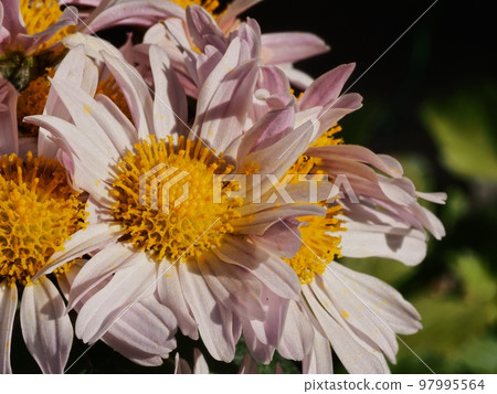 Kikumi的花 97995564