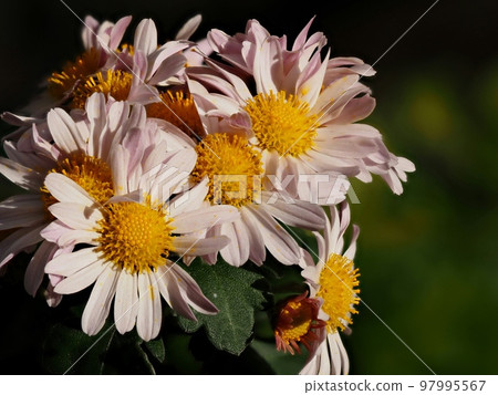 Kikumi的花 97995567